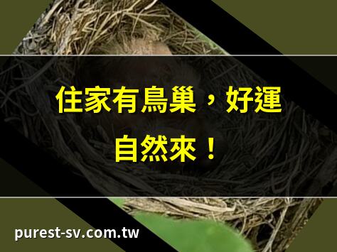 住家有鳥巢，好運自然來！ | 鳥巢風水秘訣：住家好運法 | 住家有鳥巢，風水大解析 | 鳥巢風水：住家旺運指南