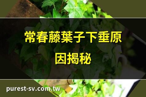常春藤葉子下垂原因揭秘 | 葉子下垂？常春藤救急指南 | 常春藤葉下垂怎麼辦？ | 拯救常春藤葉子下垂妙招