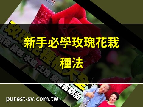 玫瑰花栽種