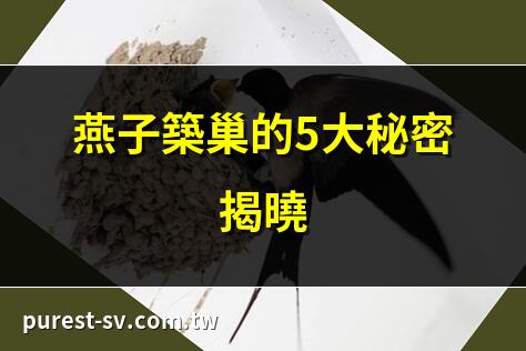 燕子築巢的5大秘密揭曉 | 燕子築巢全過程詳解 | 燕子築巢需要多長時間？ | 燕子築巢的奇妙技巧