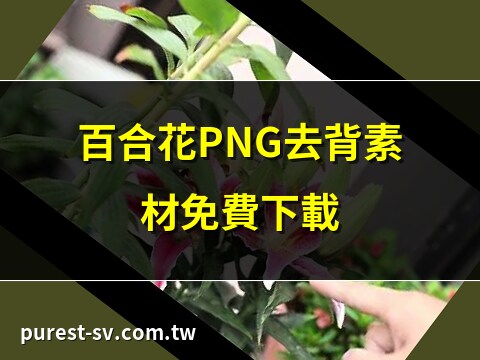 百合花圖片