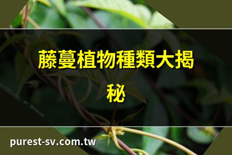 藤蔓植物種類大揭秘 | 常見藤蔓植物全解析 | 藤蔓植物應用全攻略 | 室內藤蔓植物推薦