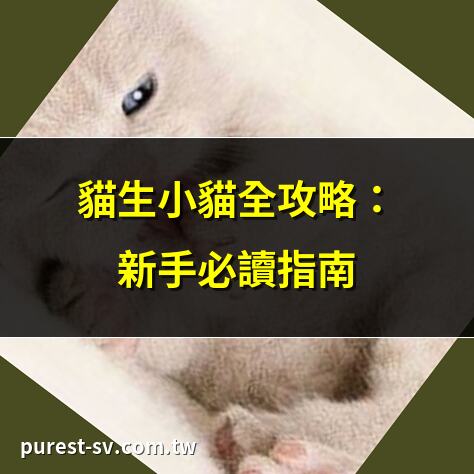 貓生小貓全攻略：新手必讀指南 | 貓咪懷孕期全程解析及護理 | 貓生小貓時間、徵兆及應對 | 貓咪分娩前的注意事項
