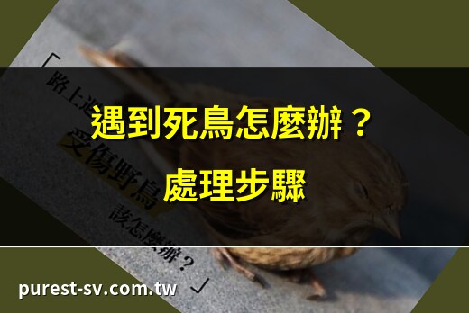 鳥死了怎麼處理