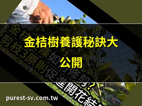 金桔樹照顧