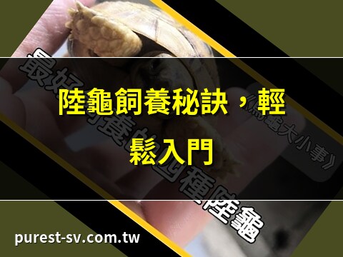 養 陸龜 好處
