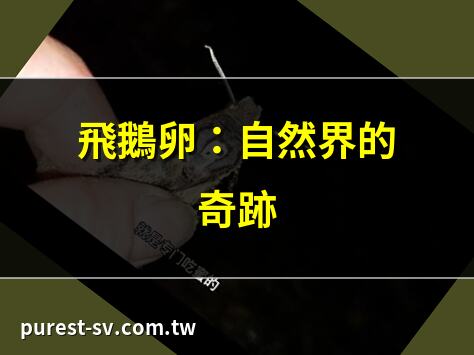 飛鵝卵：自然界的奇跡 | 探索飛鵝卵的神秘世界 | 飛鵝卵：生態學家的寶藏 | 飛鵝卵與候鳥遷徙的關係